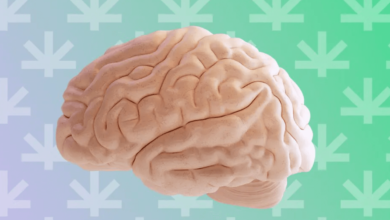 How Does Cbd Work in the Brain