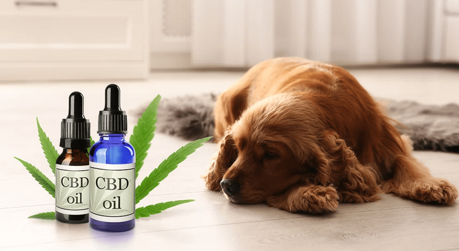 How to Dose Cbd Oil for Dogs