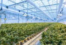 Engage Customers with a Cannabis Marketing Agency Strategy