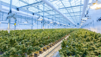 Engage Customers with a Cannabis Marketing Agency Strategy