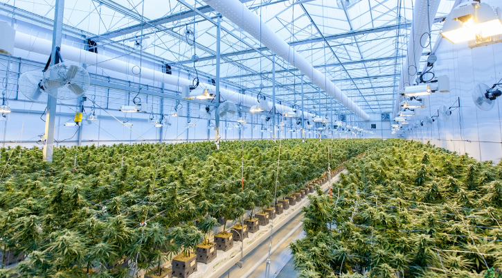 Engage Customers with a Cannabis Marketing Agency Strategy